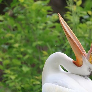 American Pelican catching flies