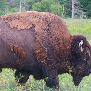 American Bison Bull