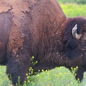 American Bison Bull