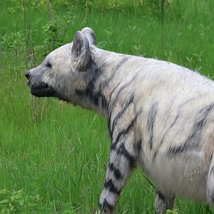 Pachycrocuta Animatronic