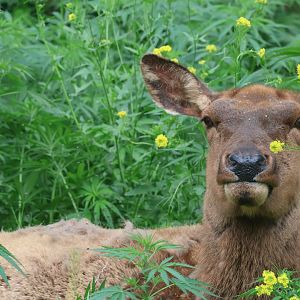 American Elk in flowers