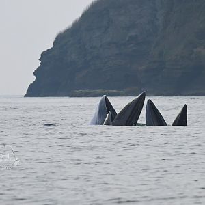 Bryde's whale/Balaenoptera edeni