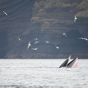 Bryde's whale/Balaenoptera edeni