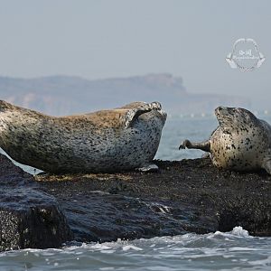 Spotted seal/Phoca largha