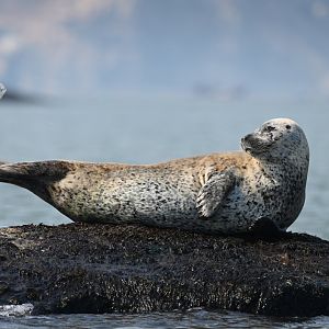 Spotted seal/Phoca largha