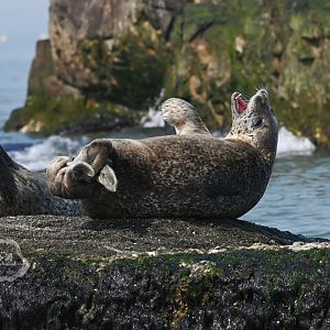 Spotted seal/Phoca largha