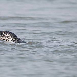 Spotted seal/Phoca largha
