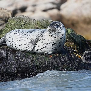 Spotted seal/Phoca largha