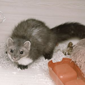 Stone marten/Martes foina