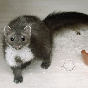 Stone marten/Martes foina