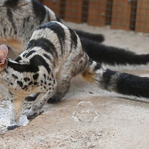 Owston's palm civet/Chrotogale owstoni