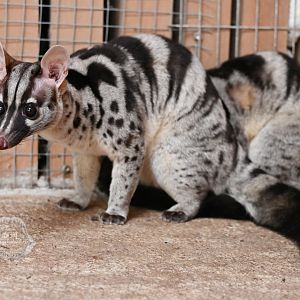 Owston's palm civet/Chrotogale owstoni