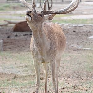 Yarkard deer/Cervus yarkandensis