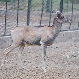 Gobi argali/Ovis darwini