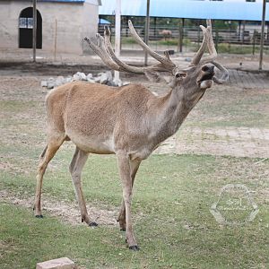 Yarkard deer/Cervus yarkandensis