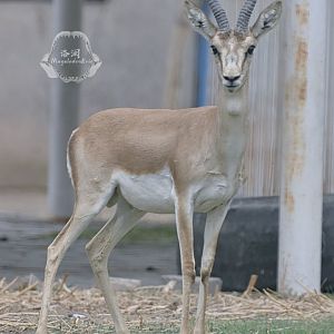 Goitered gazelle/Gazella yarkandensis