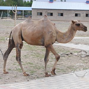 Wild bactrian camel/Camelus ferus