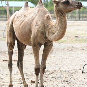 Wild bactrian camel/Camelus ferus