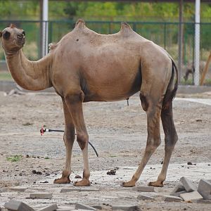Wild bactrian camel/Camelus ferus