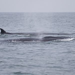 Bryde's whale/Balaenoptera edeni
