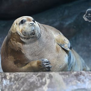Bearded seal/Erignathus barbatus