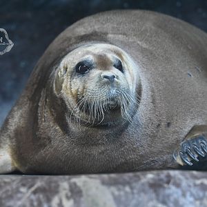 Bearded seal/Erignathus barbatus