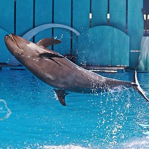 False killer whale/Pseudorca crassidens