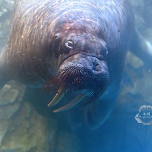 Walrus/Odobenus rosmarus