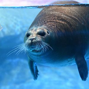 Bearded seal/Erignathus barbatus