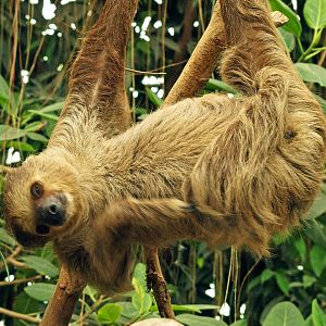 Linneaus's two-toed sloth