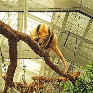 Southern tamandua