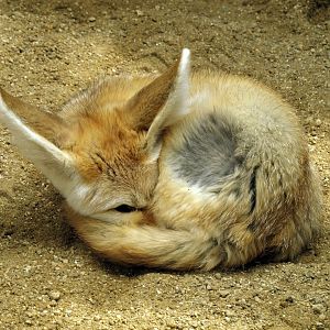 Fennec