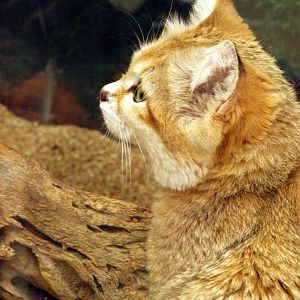 Sand cat