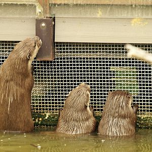 Asian small-clawed otter