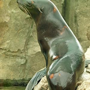 California sealion