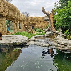 American black bear enclosure