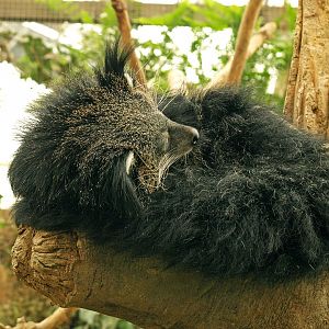 Binturong