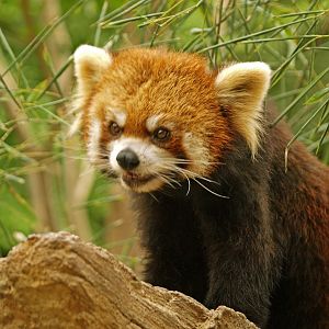 Red panda