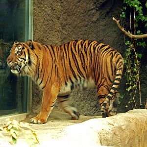 Sumatran tiger