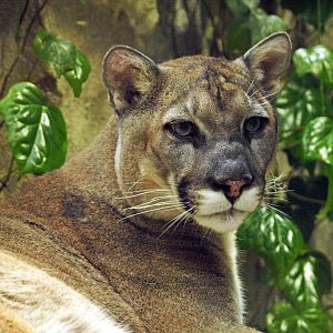 Cougar