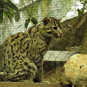 Fishing cat
