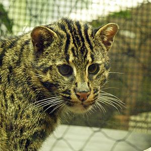Fishing cat