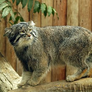 Pallas's cat