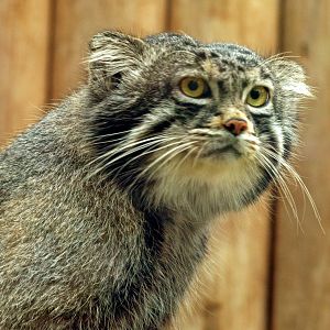 Pallas's cat