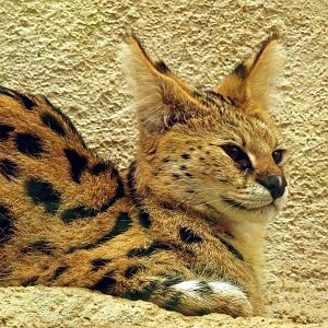 Serval