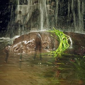 Pygmy hippopotamus