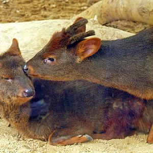 Southern pudu