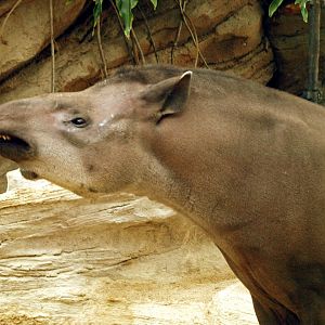 Lowland tapir