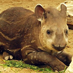Juvenile lowland tapir