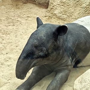 Malayan tapir
